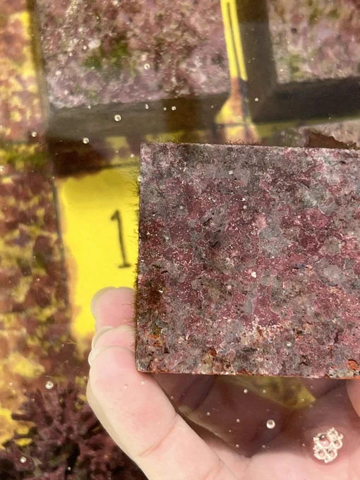 A hand holds a dark brown square plate covered with patches of red algae. In the background, there are several more plates growing algae that are in numbered quadrants. The entire picture is underwater. 