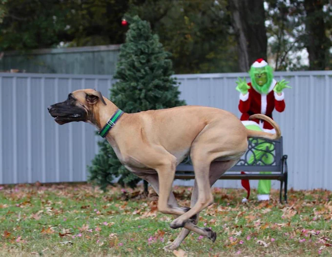 a quintessentially marmaduke-looking great dane—tan with a black face—runs past the camera in profile, their feet all gathered into a pretzel beneath them mid-stride, and their tail curling around in a wag. in the background, a blurry, bright green grinch in a santa jacket is raising their arms up and making creepy fingers as if to chase the dog.