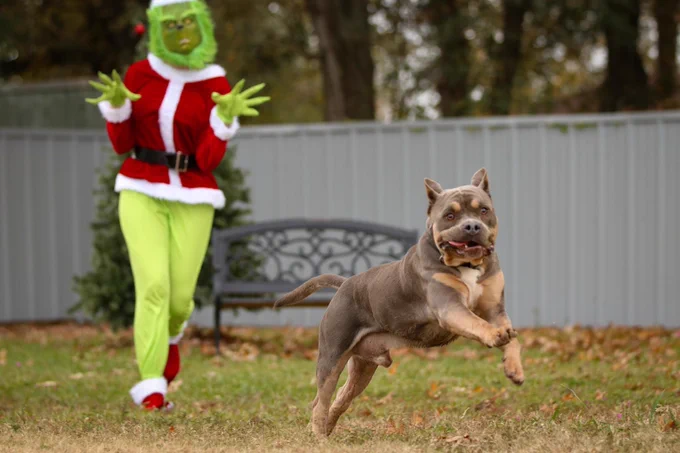 a chocolate-and-tan bully dog is leaping away from the lime green grinch in the background, front paws fully off the ground and tail in a crooked shape. the dog’s face has an expression of surprise and concern, two little tan dots for eyebrows furrowed together over a pair of wide eyes. the grinch’s face is unmoving, because it’s a mask. but still.
