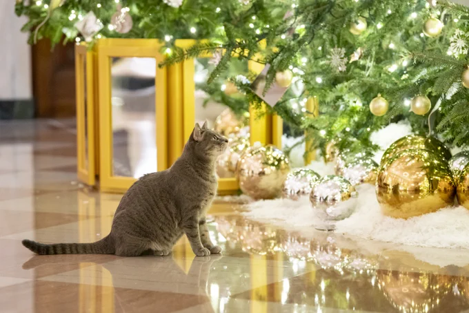 Willow underneath a Christmas tree in the Grand Foyer of the White House