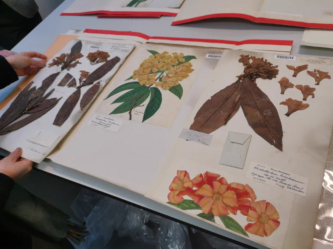 Picture of three 19th century herbarium specimen sheets (dried pressed plant material, including leaves and flowers, mounted onto archival paper, with handwritten labels) with two brightly coloured illustrations attached. One illustration shows yellow flowers and the other has red flowers. The sheets are laid on top of the paper folder they are normally curated into, with bright red edges @MarkBox
