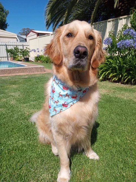 Panko the golden retriever is sitting on the lawn. He's wearing a light blue bandana with snowflakes, reindeers and Santa in a sleigh on it