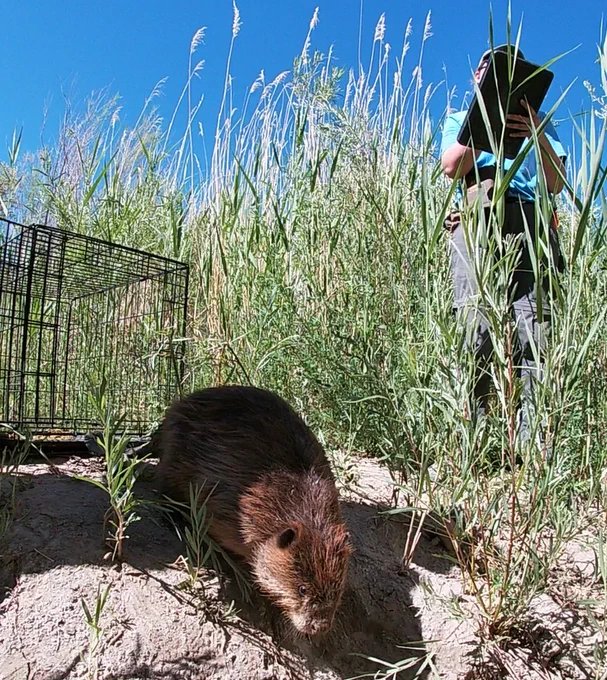 Release of a translocated beaver