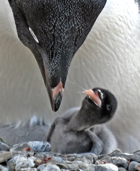 Adelie Penguin chick, Brown Bluff, Antarctica, December 18, 2022 
Photo by Reed Scherer (copyright)