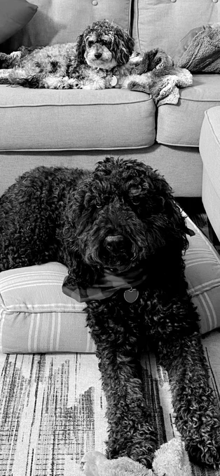Dogs