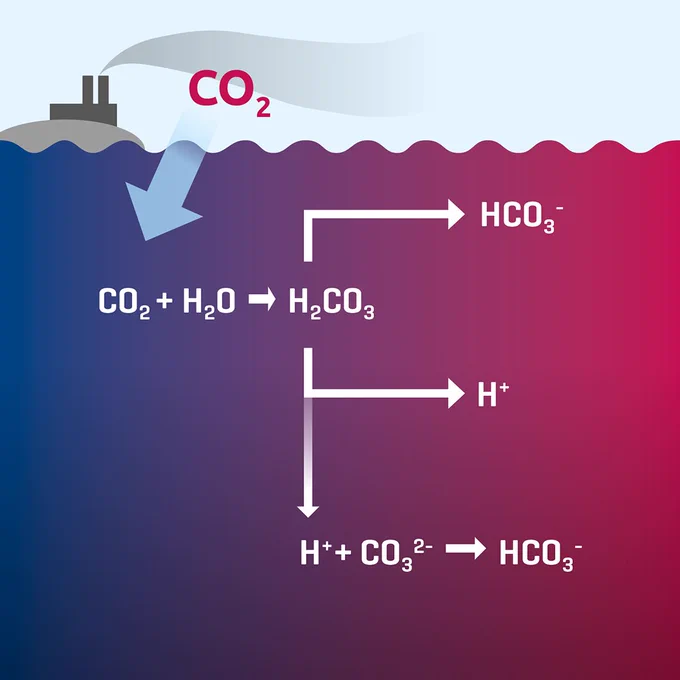 Chemical representation of the problems caused by carbon dioxide in the ocean:
Carbon dioxide (CO2) and water (H2O) react to form carbonic acid (H2CO3). The carbonic acid further splits to form hydrogen carbonate (HCO3-) and positively charged hydrogen ions (H ). More hydrogen ions lead to a decrease in pH. This means increasing acidification of the ocean.
At the same time, hydrogen ions combine with carbonate ions (CO32-) to form more hydrogen carbonate. This leads to a reduction of carbonate ions in the ocean. However, calcifying organisms such as calcareous algae, mussels or corals need the carbonate ions to build up their skeleton with.