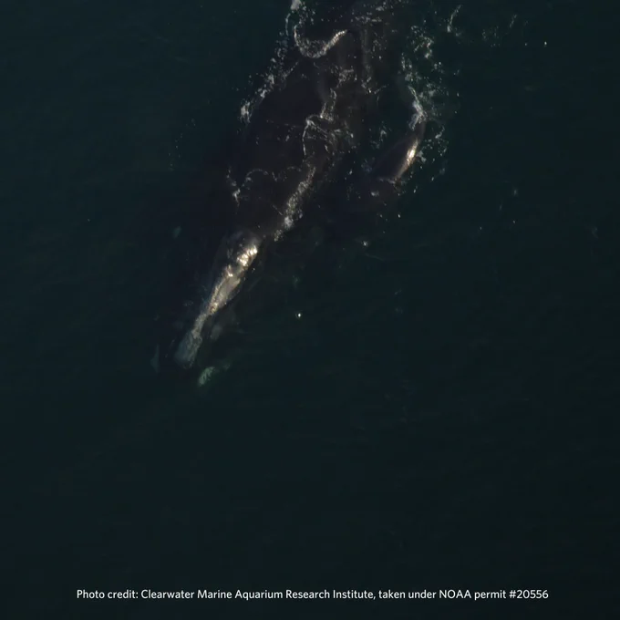 A right whale mom and calf pair. 