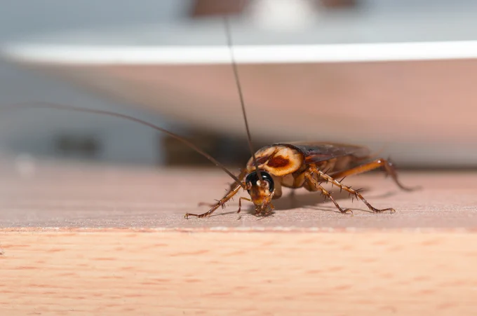 California Cockroach Pest Control from the expert pest technicians at Versa-Tech Pest Management call for your free quote (888) 429-1213.