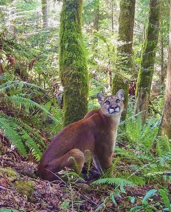 A cougar sits on its hind legs as it stares at something overhead. It is surrounded by ferns and mossy green trees. It’s just begging you to say “here kitty kitty” but we both know you won’t do that, right? RIGHT?