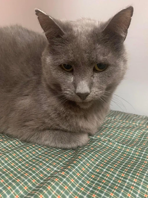 Rudolph, a shorthaired grey kitty is a loaf on a green plaid blanket. His small muzzle and yellow eyes are an adorable wary. 
