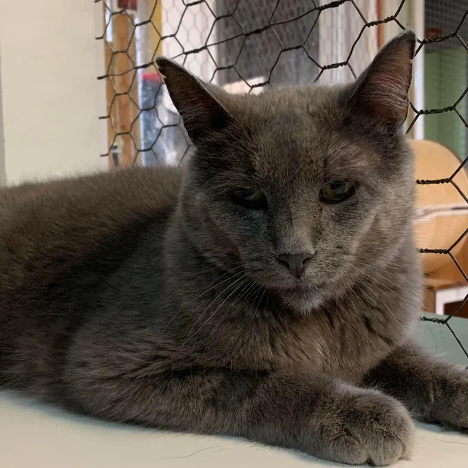 Rudolph, handsome, older, looking, short haired, gray cat with dark gray nose, and deep green yellow eyes is sitting like a loaf on a windowsill next to an internal window line with chicken wire