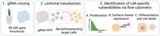 This protocol allows to functionally assess the effect of a set of 50–300 gene knockouts on various cellular parameters within eight weeks.
