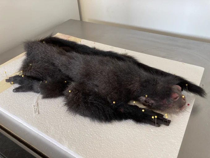 Preserved skin of a Raffles’s banded langur (Presbytis femoralis).