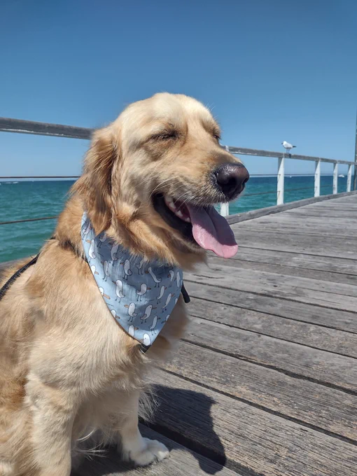 Panko the golden retriever is sitting on the jetty with the sea in the background. He's wearing a blue bandana with seagulls on it. His eyes are closed and his tongue is hanging out. There's a seagull sitting on the rail behind him