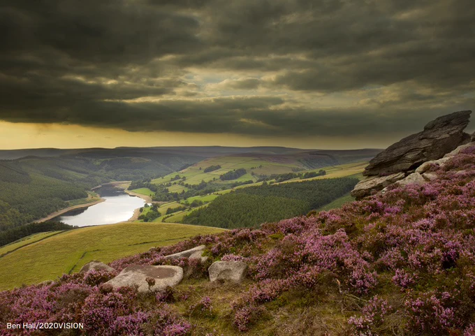Scenic view of moorland habitat at dusk showing flowering heather in foreground, Peak District National Park.
