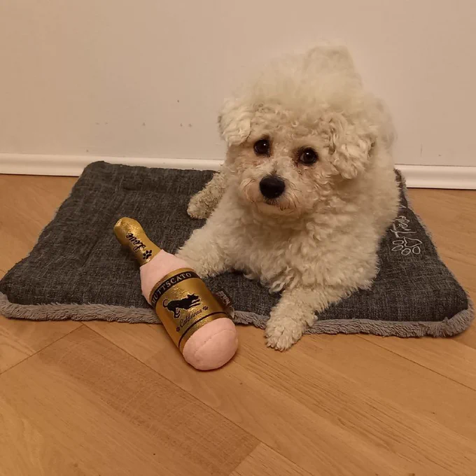 Fiete (Bichon Frisé dog) with a dog-toy bottle of champagne