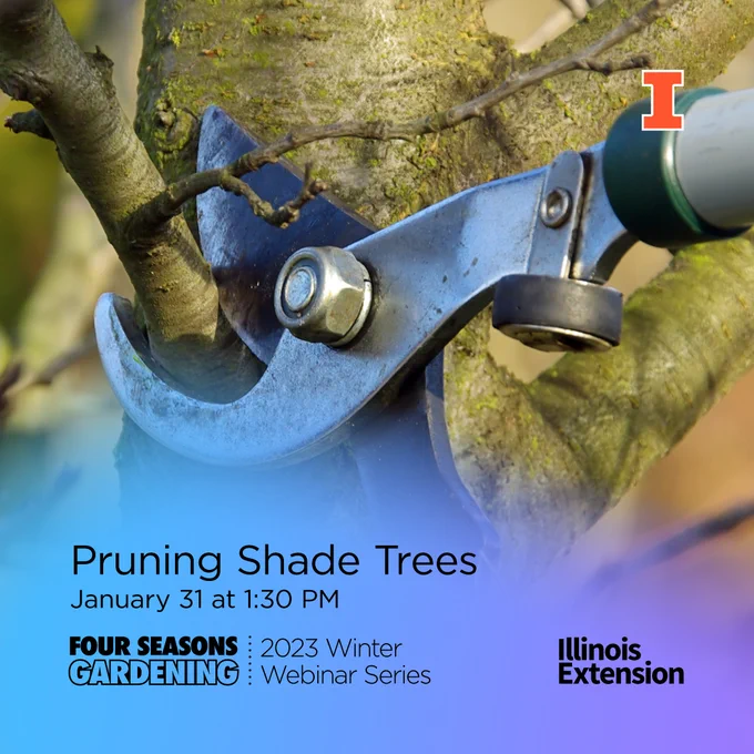 Pruning shade trees January 31, close up of lopper cutting a branch