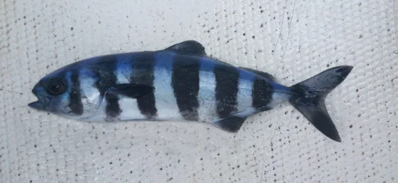 Pilotfish