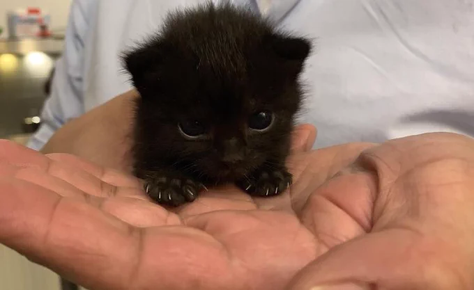 tiniest little black kitten being held in the palm of someone's hand 