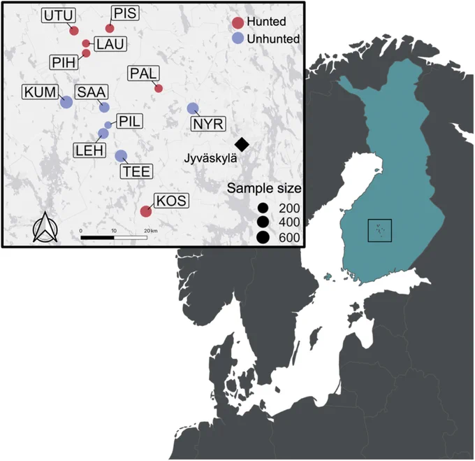 "Map of parts of northern Europe with the inset showing the study site in Central Finland. The locations of hunted (red) and unhunted (purple) sites are shown with the abbreviations representing Koskenpää (KOS), Kummunsuo (KUM), Lauttasuo (LAU), Lehtosuo (LEH), Nyrölä/Valkeisuo (NYR), Palosuo (PAL), Pihtissuo (PIH), Pirttilampi (PIL), Pirttisuo (PIS), Saarisuo (SAA), Teerisuo (TEE), Utusuo (UTU), as well as the city of Jyväskylä. Point sizes scale in proportion to the total number of adults and chicks sampled per site." Figure 1 in Chen et al. 