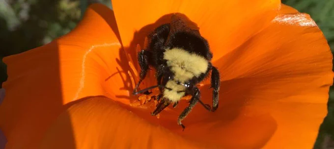 A yellow-faced bumblebee (Bombus vosnesenskii) on a California poppy. Credit: Aaron Anderson