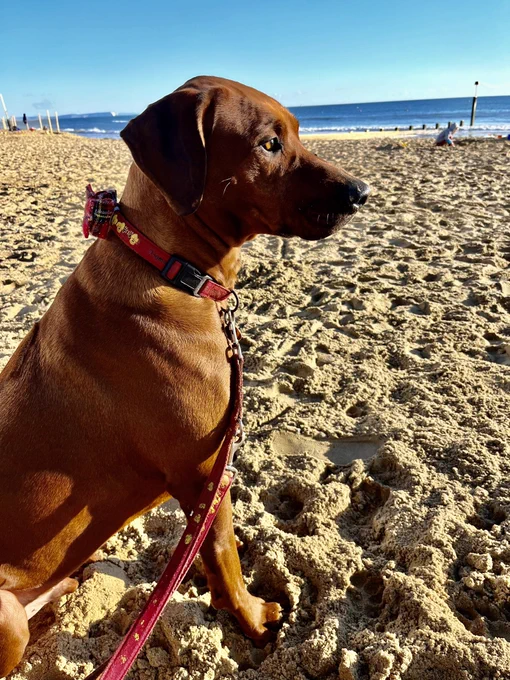Big Rhodesian Ridgeback dog on the beach