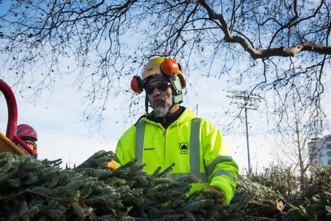 Parks worker wearing green jacket and headphones stands over Christmas tree