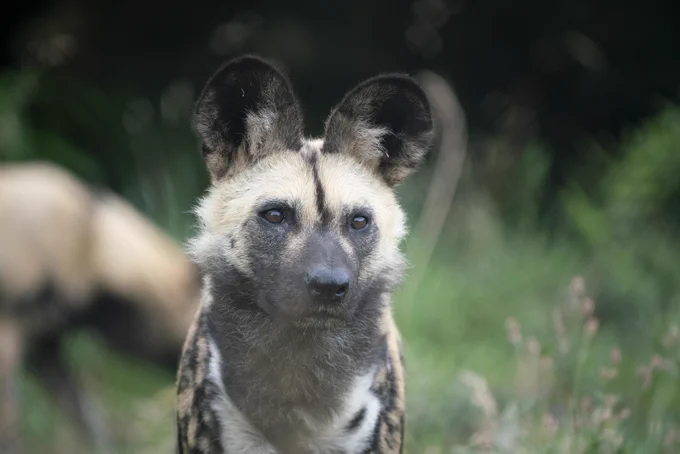 Picture shows an African Wild Dog.