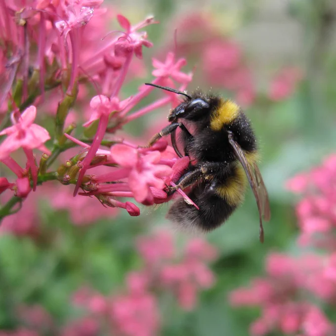 A close-up of a Garden bumblebee feeding on a pink flower.