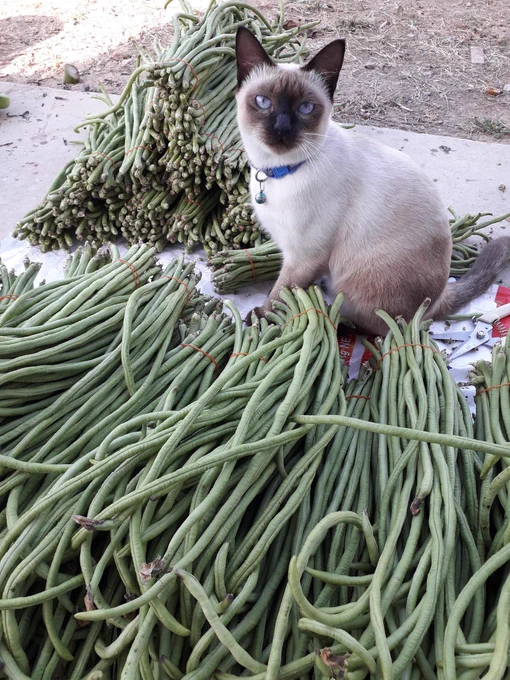 A Siamese cat sitting next to large stacks of green beans.