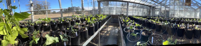 Greenhouse with many pots of small butter bean plants