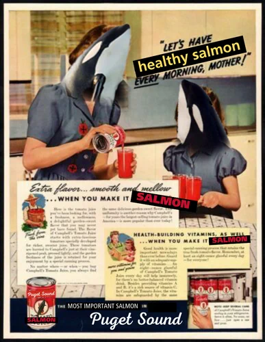 An altered vintage advertisement depicts an orca mother pouring her calf a refreshing glass of healthy salmon. The calf says: "Let's have healthy salmon EVERY morning, mother!" The beverage is bright red and let's not ask too many questions about what it's supposed to depict.