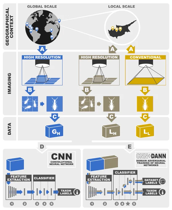 Schematic diagrams summarizing the experimental workflow of the study, depicting the geographical context and the different imaging procedures for generating the three image datasets: GH, global high quality, LH, local high quality; LL, local low quality. Taxon classification was performed using two alternative deep learning algorithms: Convolutional neural network (CNN) and domain adversarial neural network (DANN). For more details on algorithm-specific architectures, see Figure S1.