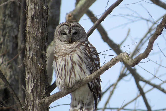 owl