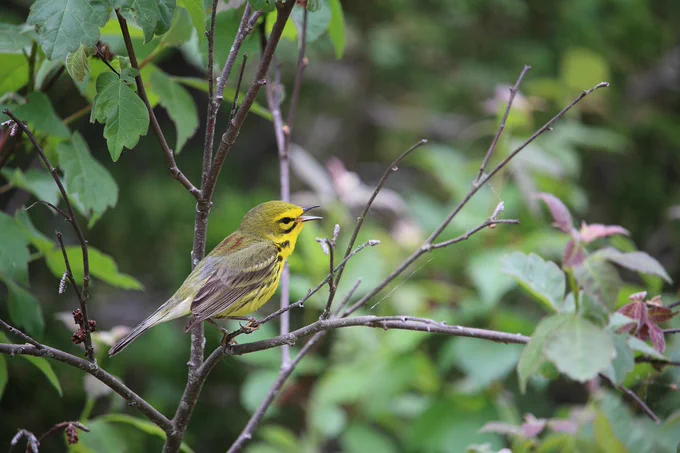 warbler