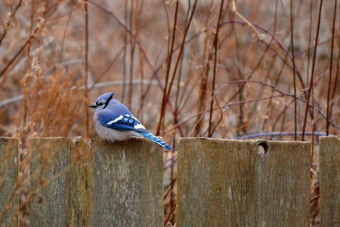 blue jay