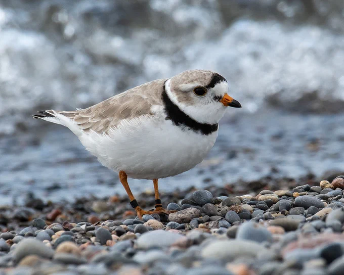 plover