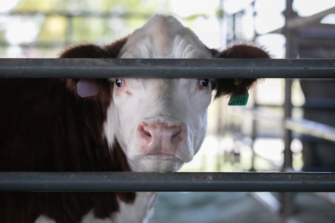 An image of a young cow. 