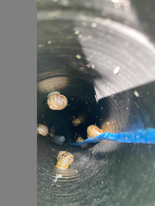 Snails