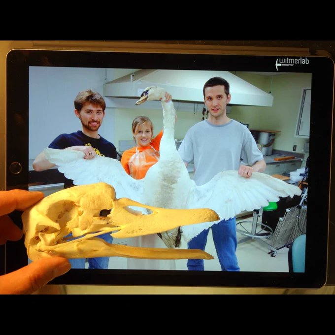 An iPad in the background shows three people (Don Cerio, Elsa Kendrick, Ruger Porter) holding a donated mute swan carcass. In the foreground, a hand holds the prepared skull of the swan.