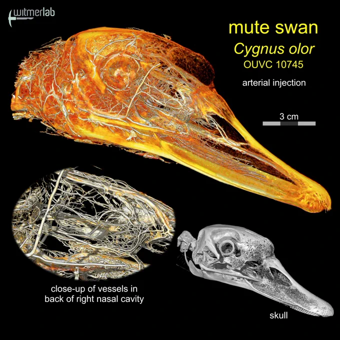 Imagery from microCT scanning of a mute swan head in which the arteries had been injected. The top image shows the injection of the whole head. The bottom left image shows a close-up of the injection in the antorbital fossa region. The bottom right image is a volume rendering of the skull prior to injection.