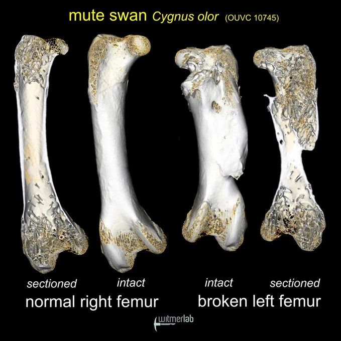 MicroCT volume renders of the normal right femur and broken left femur, showing the healed fracture. 