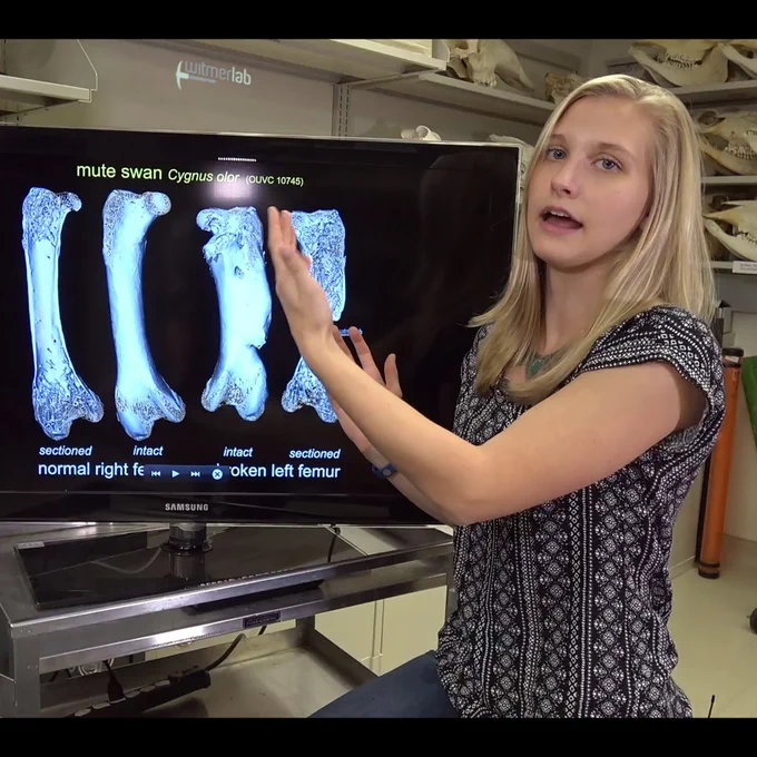 Still frame from a "Dissecting with Emily" video in which former undergrad research Emily Caggiano explores the interesting aspects of the pathology of the mute swan: https://youtu.be/do2TcqHl_Tc