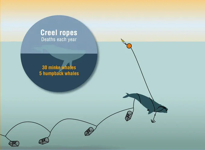 Image taken from previous news piece by Whale and Dolphin Conservation in January 2022. The paper highlights an increase to 6 humpback whales per year following further analysis.

https://uk.whales.org/2022/01/11/protecting-whales-in-scotland-how-were-working-with-scottish-fishers-to-save-lives/ 