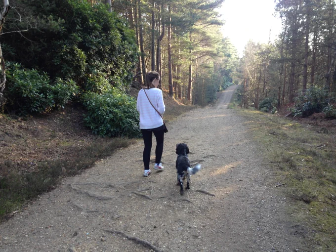 A photo of the back of a dog and woman walking on a path through woodland. Max, a black and white Cocker Spaniel, is looking up toward the woman walking by his side.