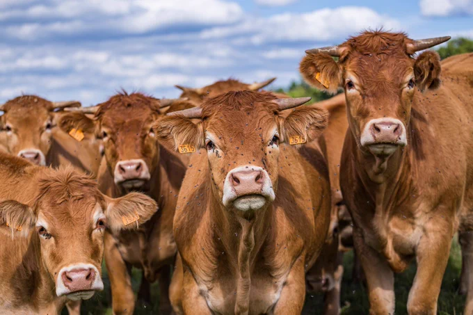 Herd of cows in the countryside
