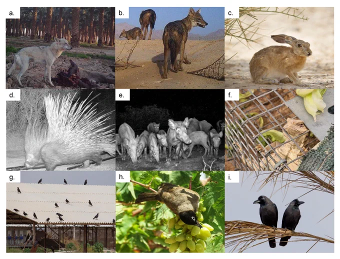 Several of the major agricultural vertebrate pests of the Arava Valley, Israel: a) Arabian wolf, b) golden jackal, c) Cape hare, d) Indian-crested porcupine, e) wild boar, f) Egyptian mastigure, g) brown-necked raven, h) spectacled bulbul, and i) Indian house crow