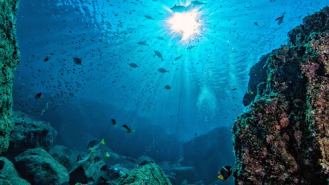 Sunllight shines through the water's surface from within a coral reef as small fish swim by