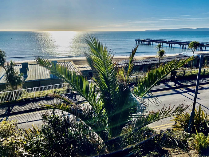 Trees and sunshine on the beach
