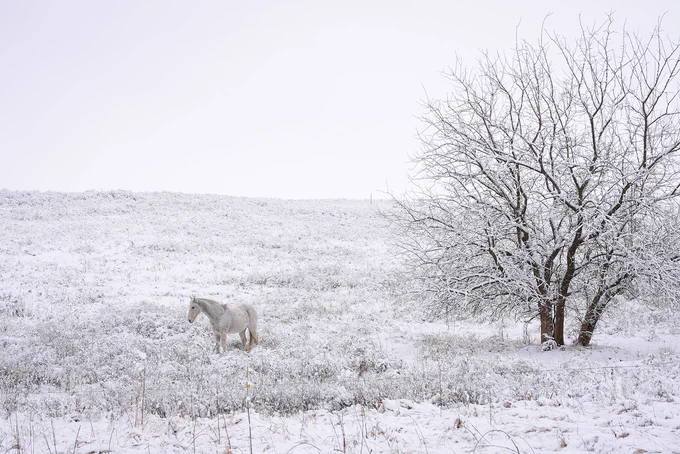 White horse standing in snow covered field next to a tree.
